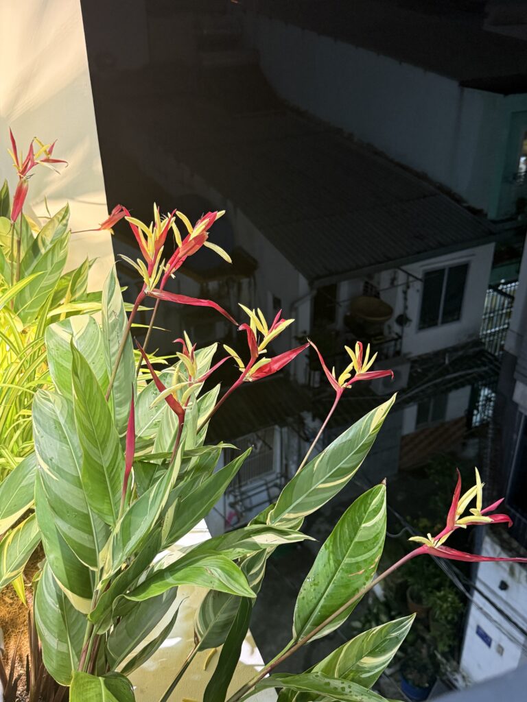 Bồn cây